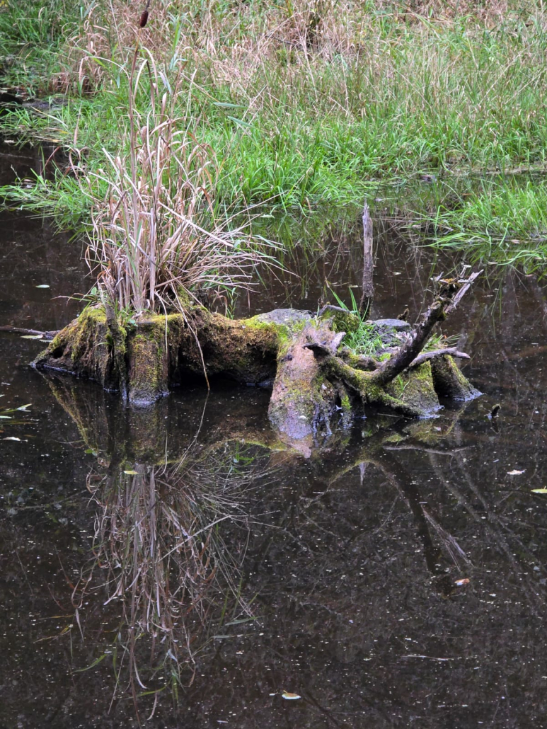 Infoveranstaltung im Staatswald 2025-10-18 .jpg (2) Vom Verschönerungsverein angelegtes Biotop