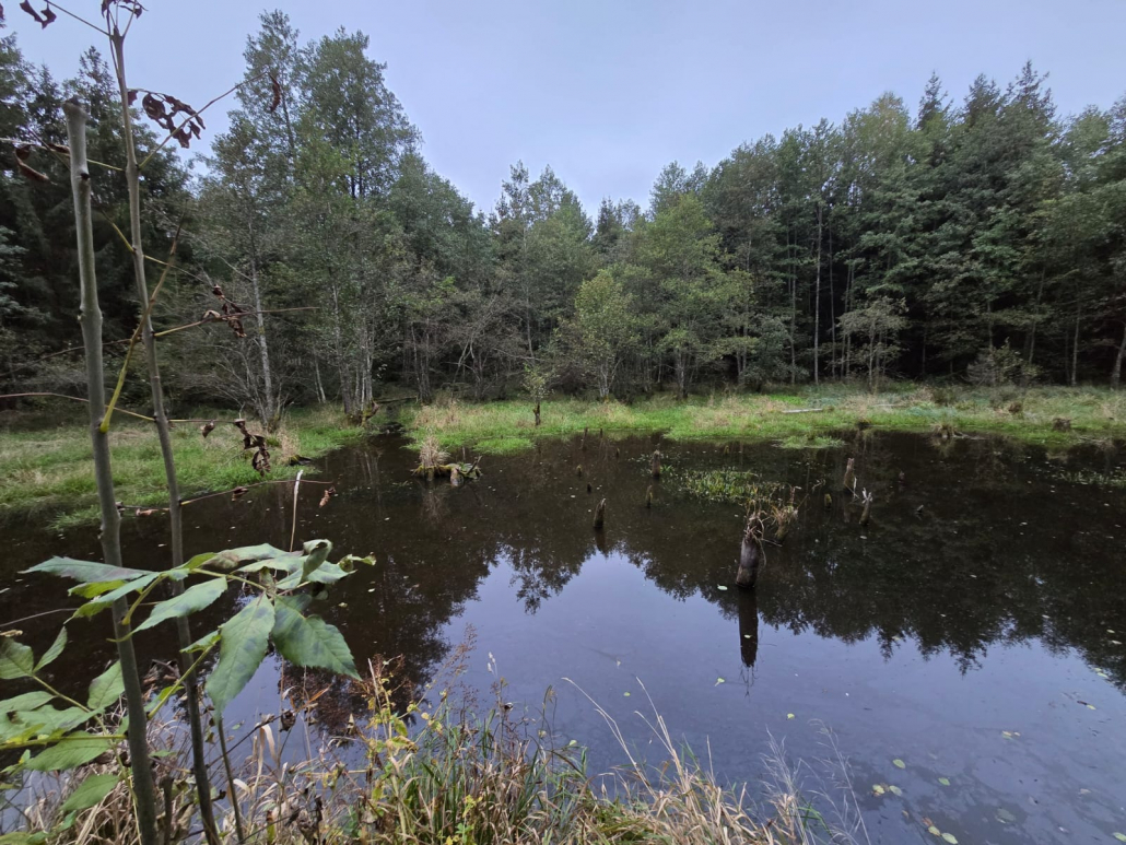 Infoveranstaltung im Staatswald 2025-10-18 .jpg (3) Vom Verschönerungsverein angelegtes Biotop