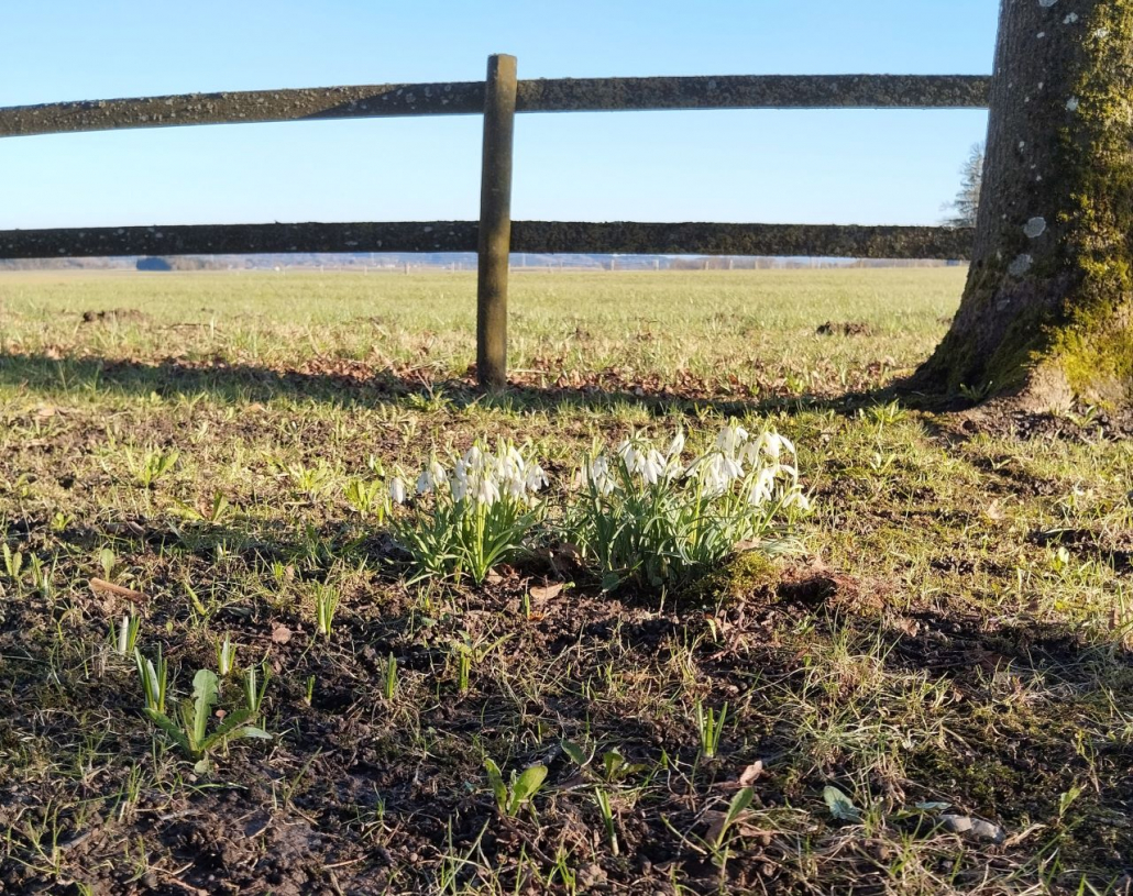 2025 gepflanzte Schneeglöckchen im Frühkahr 2026 - Pestfriedhof
