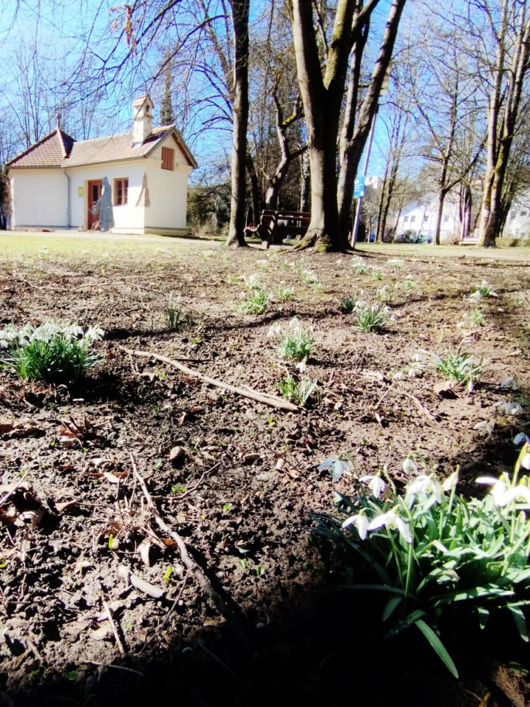 2025 gepflanzte Schneeglöckchen im Frühkahr 2026 - Stadtgarten