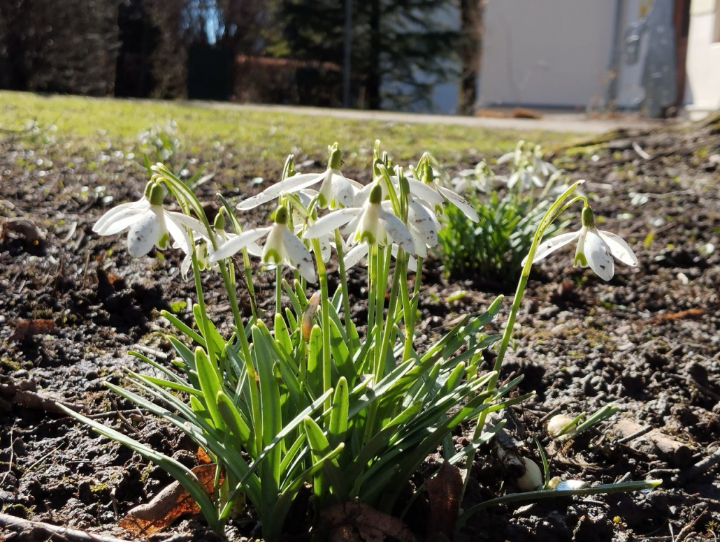 2025 gepflanzte Schneeglöckchen im Frühkahr 2026 - Stadtgarten