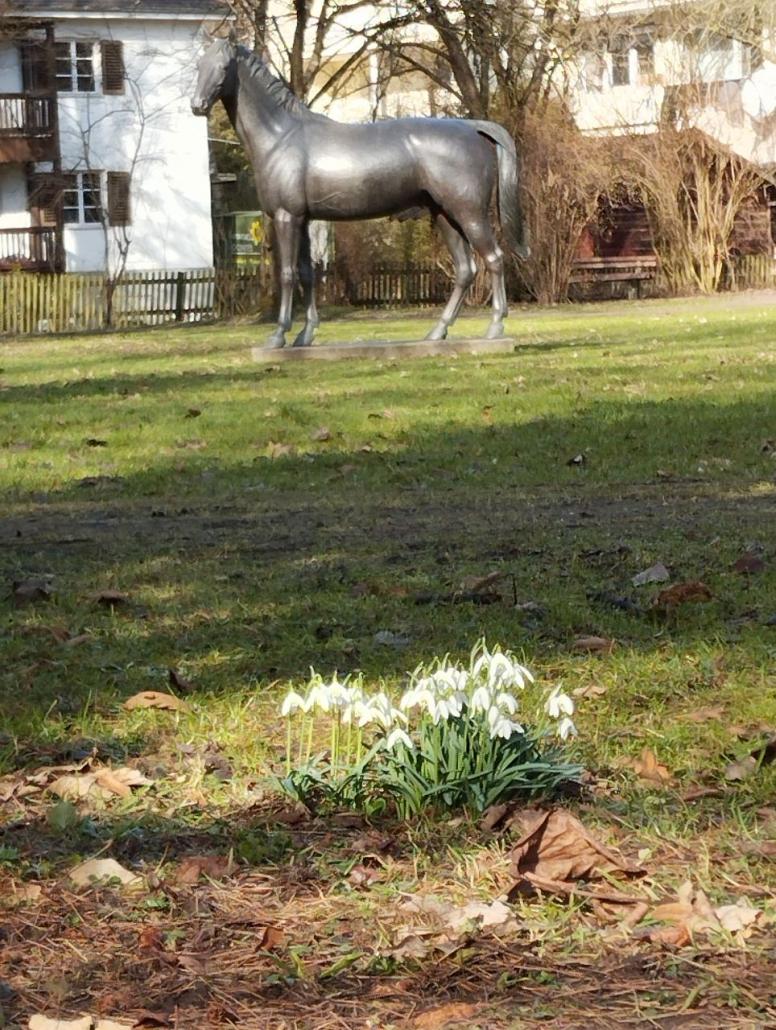 2025 gepflanzte Schneeglöckchen im Frühkahr 2026 - Stadtgarten