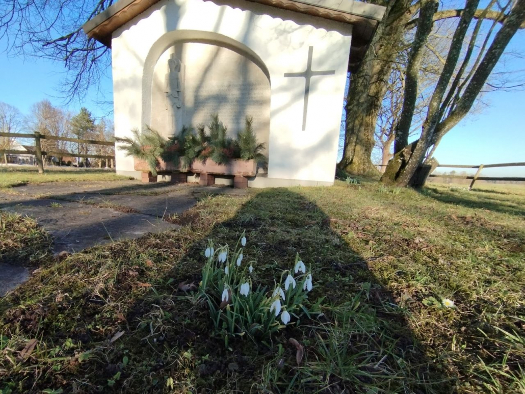 2025 gepflanzte Schneeglöckchen im Frühkahr 2026 - Pestfriedhof