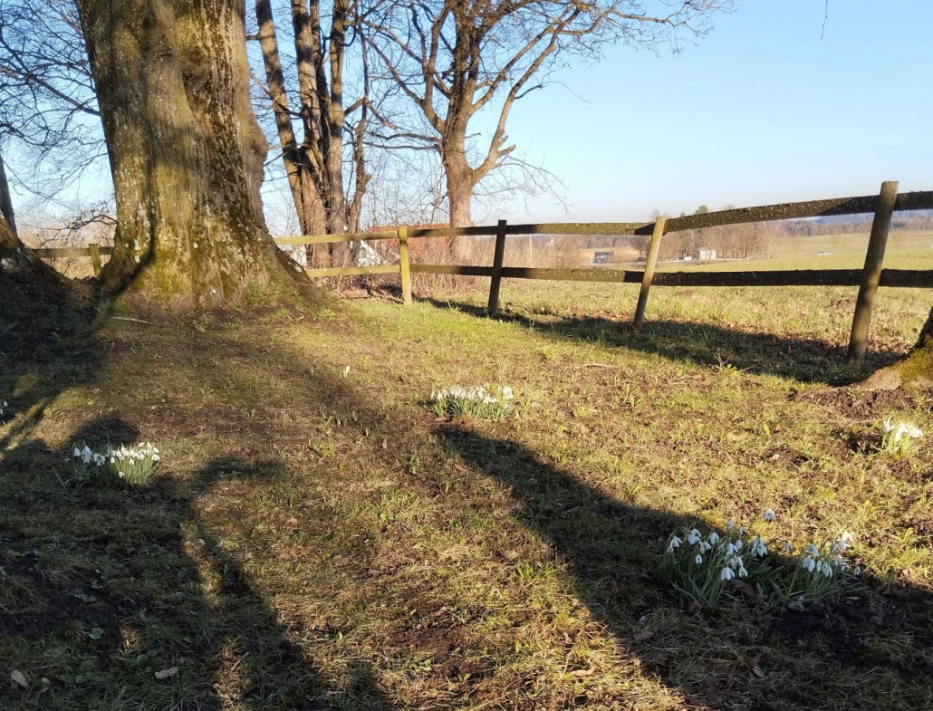 2025 gepflanzte Schneeglöckchen im Frühkahr 2026 - Pestfriedhof
